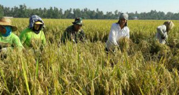 BABINSA BANTU KELOMPOK TANI PANEN PADI  DI DESA SAMBIREJO KEC. BINJAI UTARA