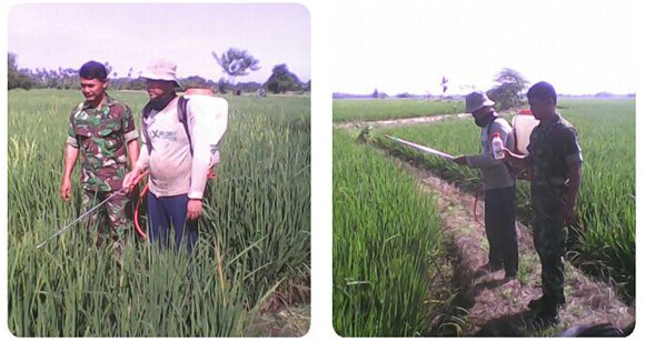 BABINSA BANTU POKTAN SEMPROT HAMA PADI