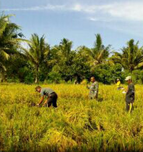 BABINSA SUNGGAL LAKUKAN PENDAMPINGAN PANEN PADI