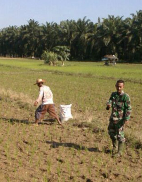 UNTUK KESUBURAN TANAMAN,  BABINSA BINJAI TIMUR BANTU PETANI PUPUK PADI