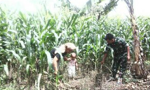 BABINSA KORAMIL 04 BIRU BIRU LAKUKAN PENGAMATAN TANAMAN JAGUNG