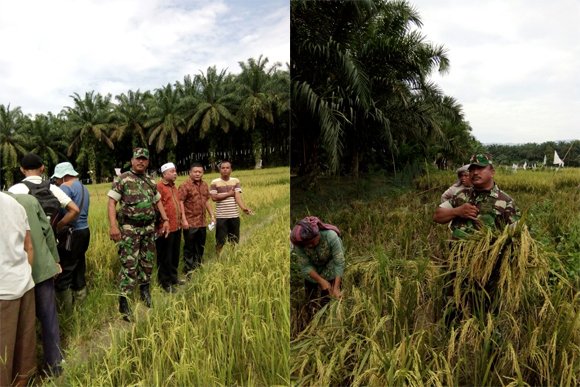 BABINSA PANEN PADI LANJUTAN BERSAMA PETANI