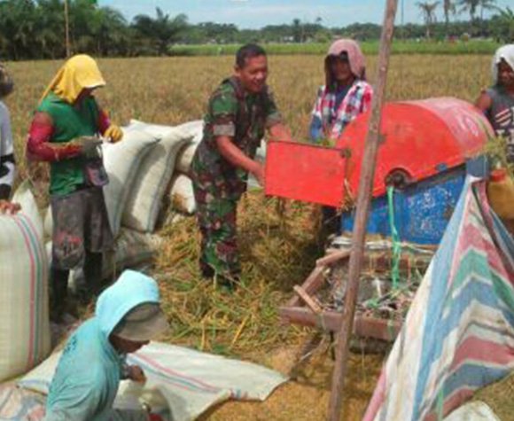 BABINSA DAN PETANI GOTONG ROYONG PANEN PADI DI DESA SILAU MARAJA