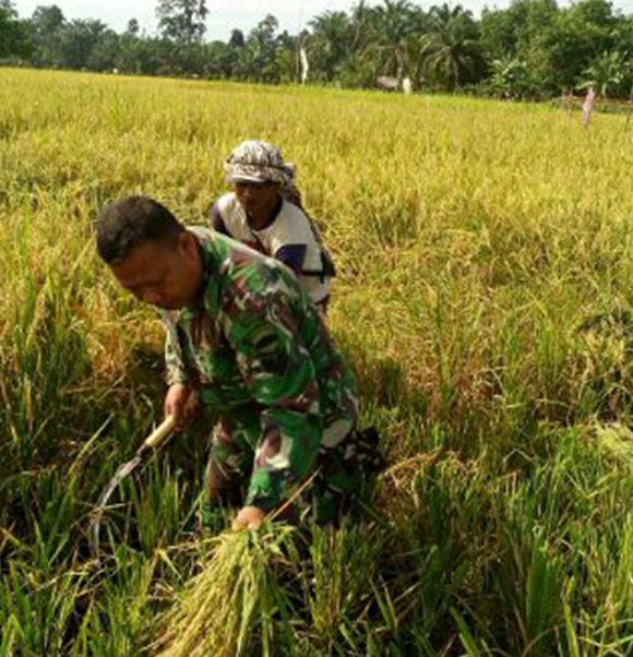 BABINSA KORAMIL 03 LIMA PULUH PANEN PADI BERSAMA PETANI