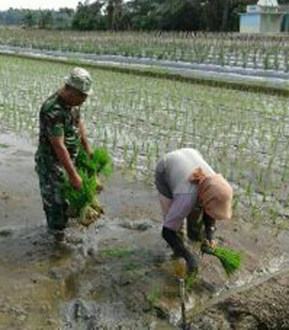 BABINSA BANTU PETANI TANAM PADI DI DOLOK MASIHUL