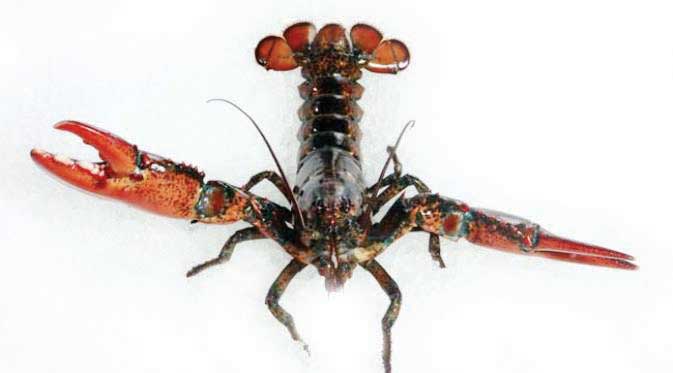 Beli Lobster Jutaan Rupiah Dilepas Lagi