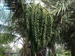 Masyarakat Mulai Budidayakan Tanaman Aren