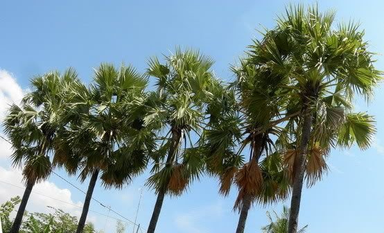 Lindungi Tanaman Aren, Komunitas Aren Indonesia dan GNPPA Lakukan Seminar Dan Temu Nasional