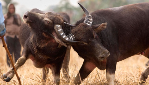 Impor Kerbau India, Tagih Jaminan Karantina