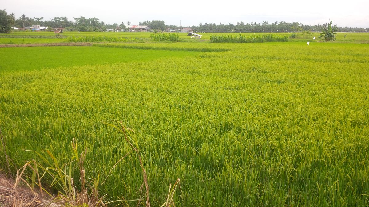 Hama Ulat Serang Tanaman Padi Di Kecamatan Air Putih