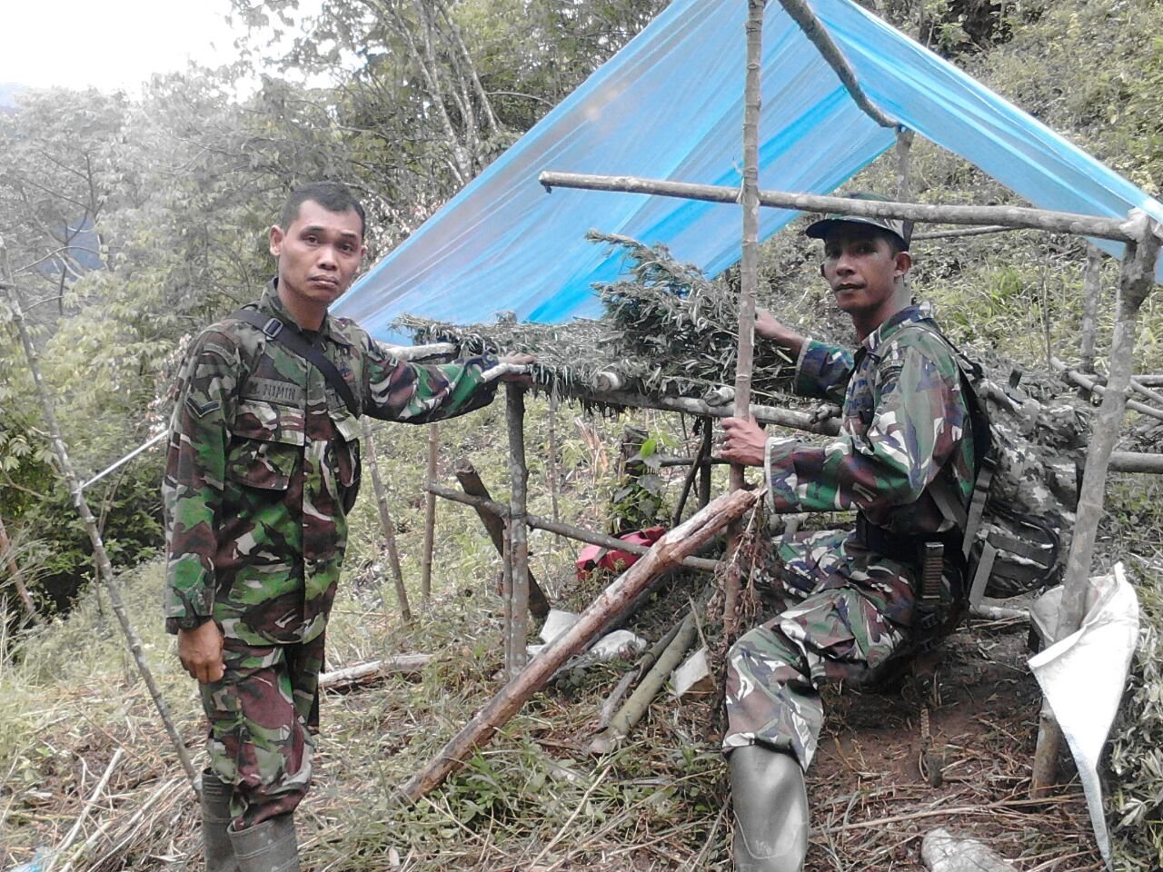 Koramil 13/Penyabungan  Temukan Ladang Ganja