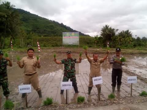 Distan Bersama Kodim  Pratanam Perdana  Cetak Sawah Baru