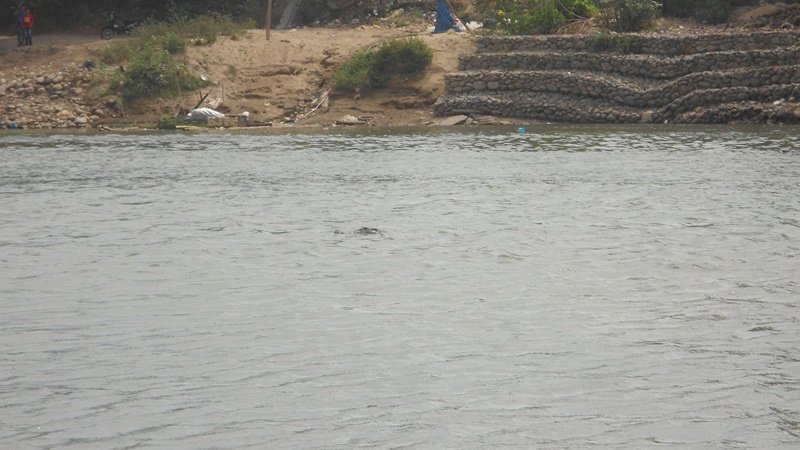 Jadi Objek Wisata Dadakan | Penampakan Buaya Resahkan Warga