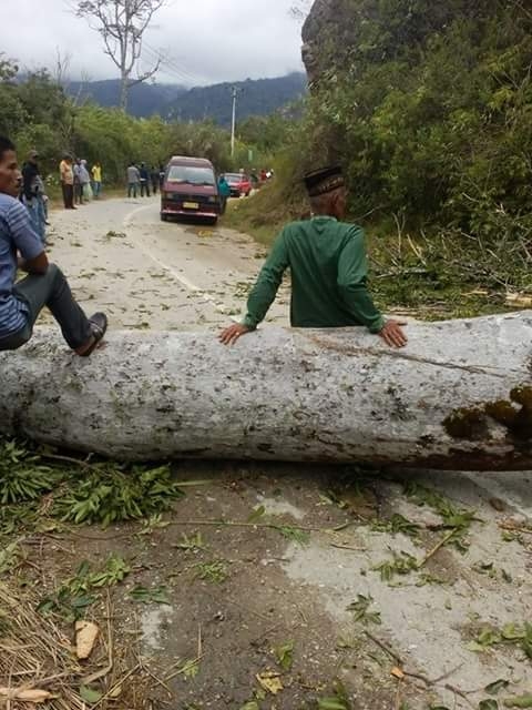Akibat Pohon Tumbang Jalan Blangkejeren Kutacane Macet