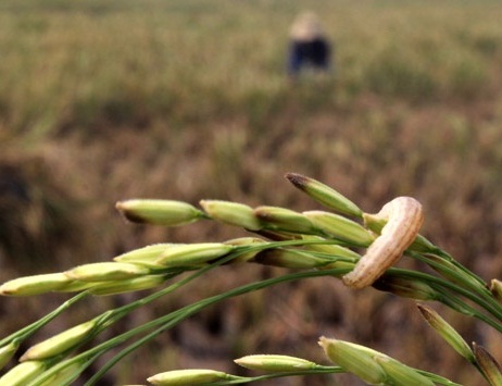 Hama Ulat Serang Tanaman Padi di Dairi