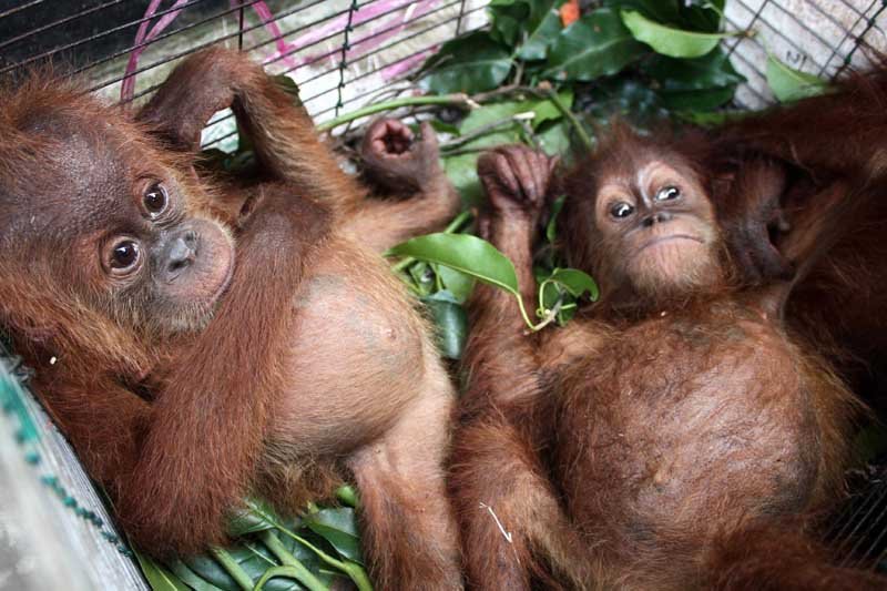 Mabes Polri Gagalkan Perdagangan   4 Orangutan di Medan
