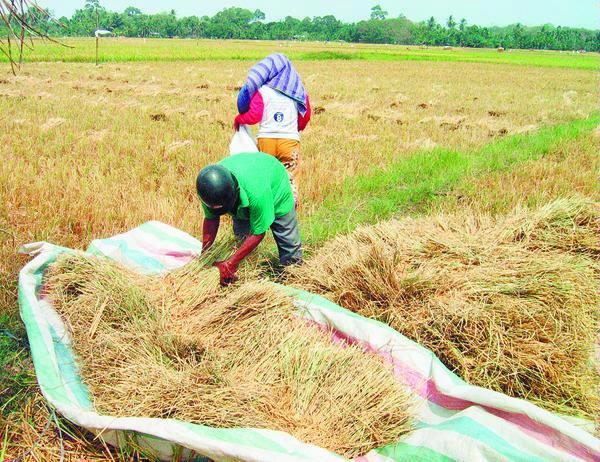 Hasil Panen di Buluduri Memuaskan