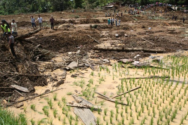 Hingga Juni, 173 Hektar Lahan Pertanian di Sumut Gagal Panen