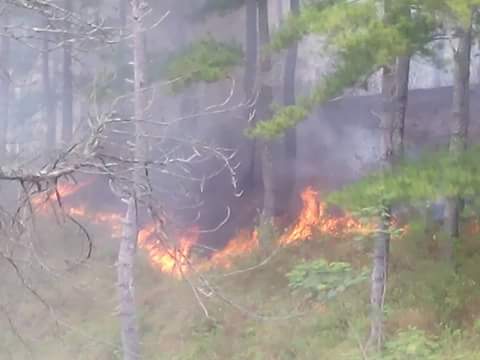Lagi, Hutan Pinus Pemkab Gayo Lues Terbakar