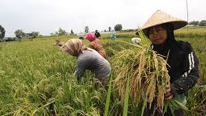 Gubsu  Panen Raya Padi di Batubara