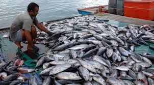 Harga Ikan Laut Di Medan Makin Mahal