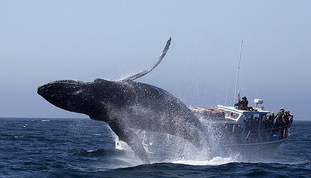 Ikan Paus Masuk 9 Hewan Terhebat