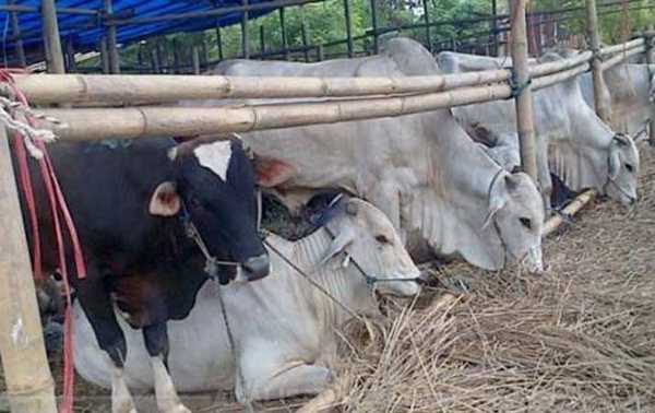 PWI Sumut Akan Sembelih Empat Lembu Hewan Kurban