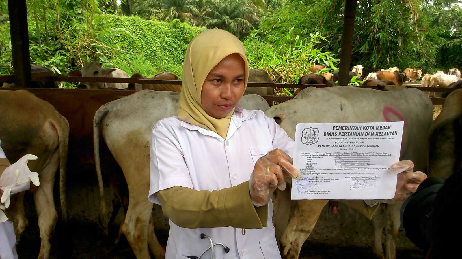 Pemkot Medan Temukan Sapi Tak Layak Konsumsi