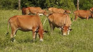 Ciri Ciri Hewan Kurban Layak Konsumsi