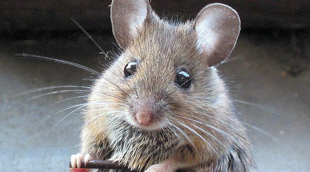 Cegah Tikus Masuk ke Rumah