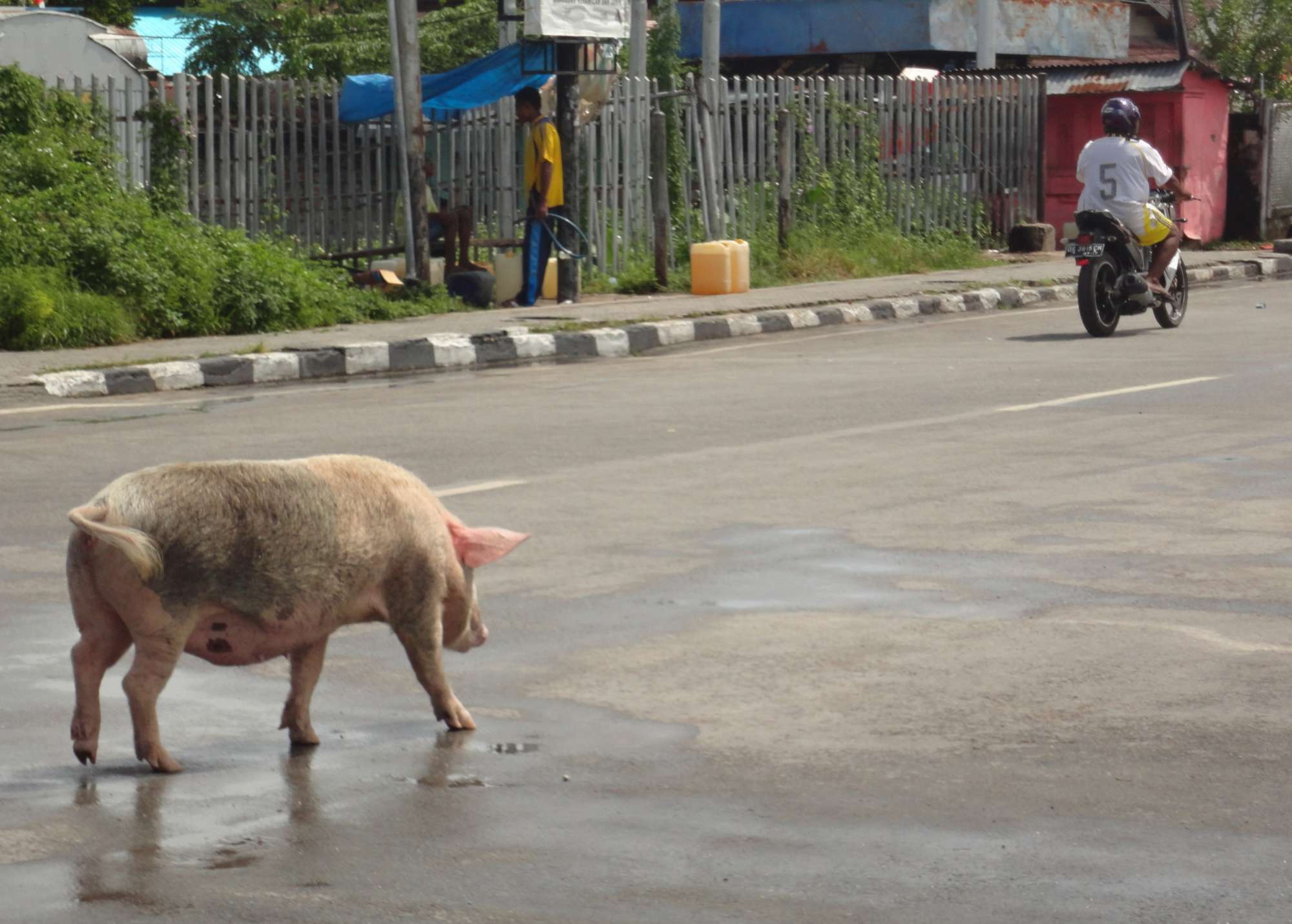 Ternak Babi Resahkan Warga di Jalan Belanga