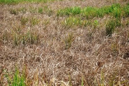 1.157 Hektare Lahan Tanaman Padi di Sumut Alami Puso