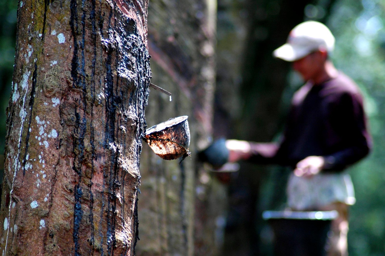 Harga Karet di Tahun 2017 Diharapkan Lebih Baik