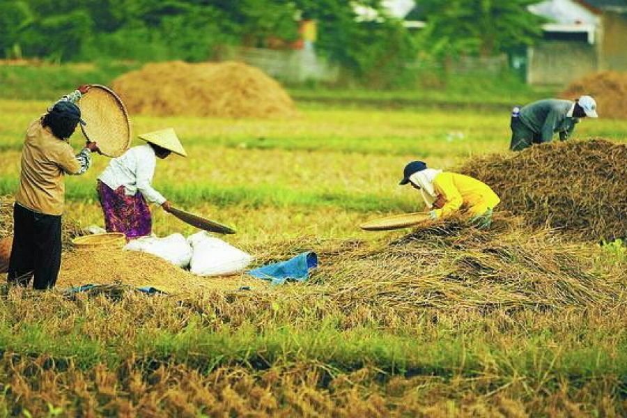 Sumut  Alih Fungsi Lahan Hingga 5 Persen Setahun