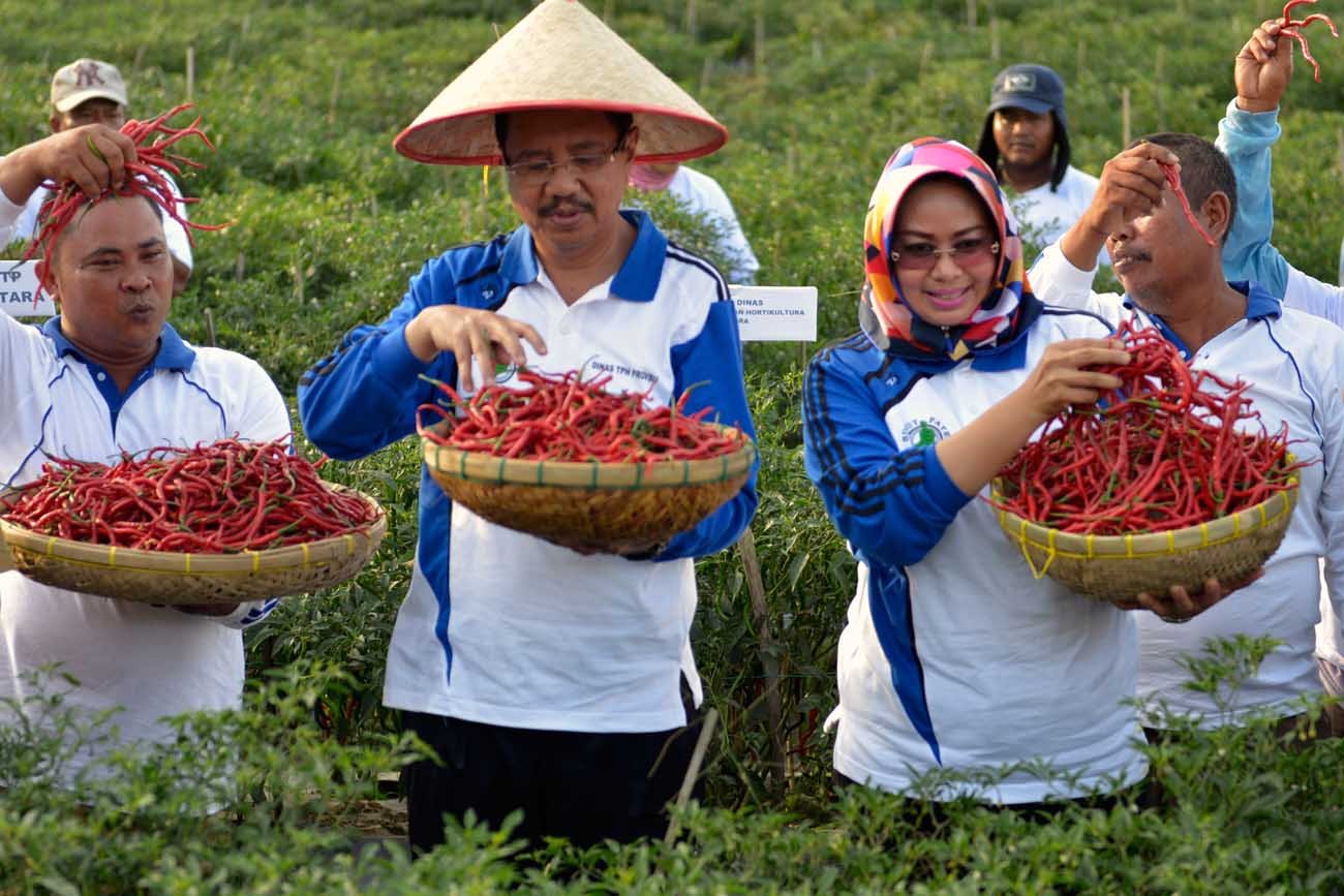 Cabai Merah Tekan Inflasi, Gubsu Harapkan Petani Bijak Manfaatkan Lahan Kosong