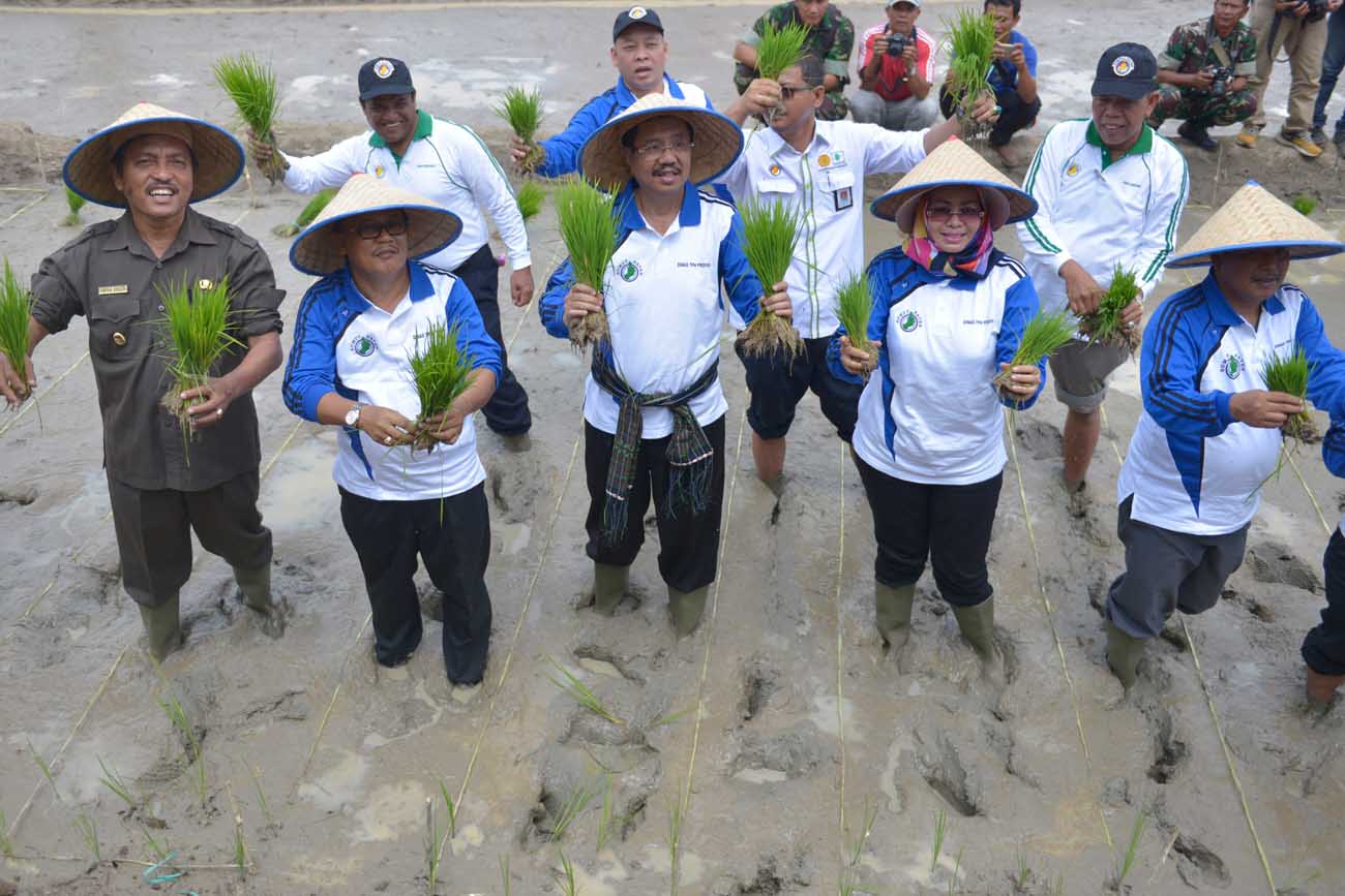 Erry Tanam Padi Di Simalungun Dan Batubara