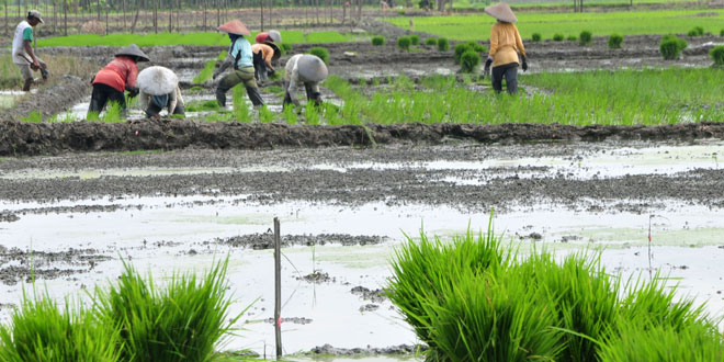 Dinas Pertanian Sumut Akan Buka Lahan 500 Ha di Madina