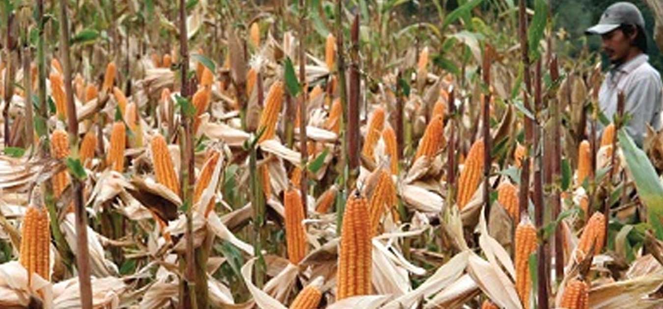 4 Petani Tewas Tertimpa 3 Ton Jagung