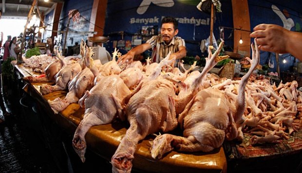 Harga Ayam Melesat Tajam