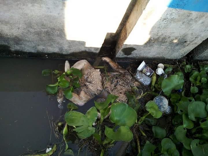 Mayat Bayi Perempuan Ditemukan Membusuk di DAM Sumber Sari