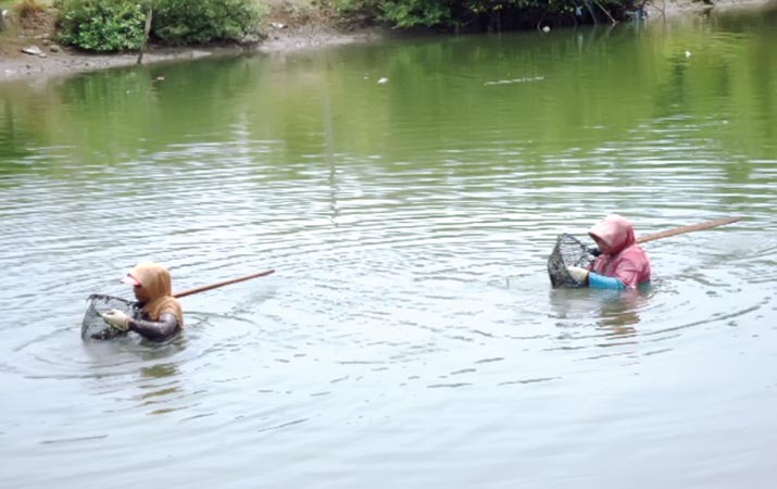 Cari Tiram Bantu Ringankan Ekonomi Keluarga.
