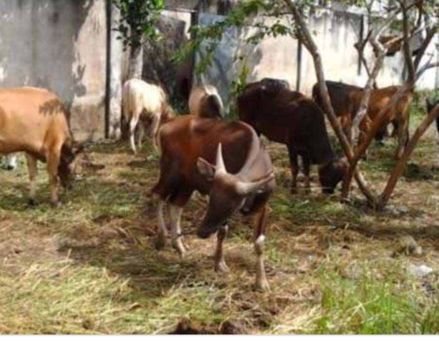 Qurban PWI, Empat  Lembu Satu Kambing