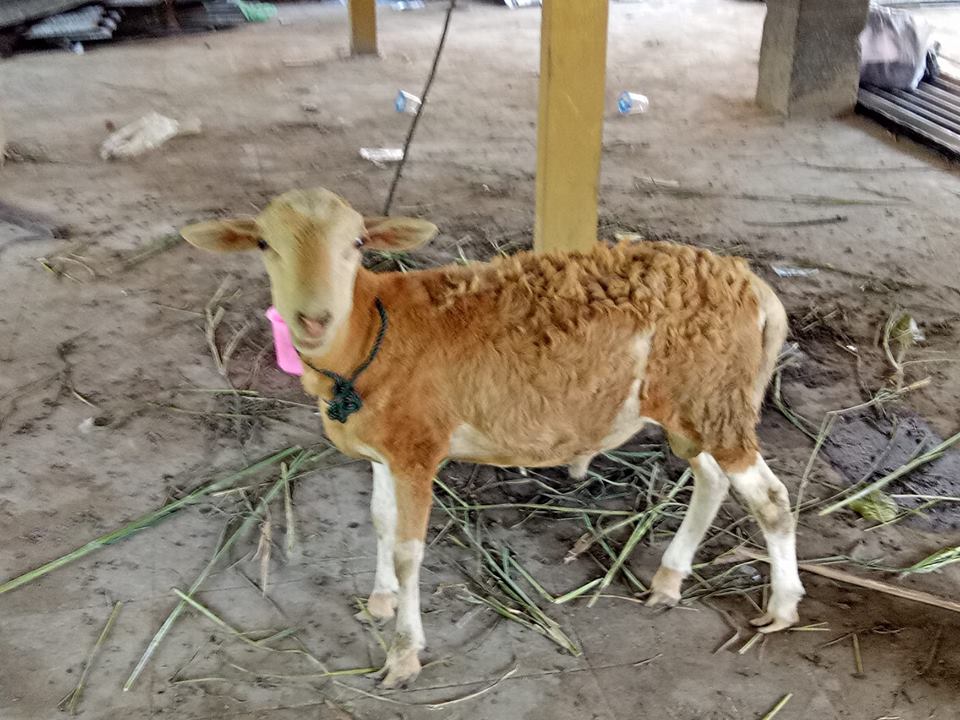 BKM Al Azhar Potong Kurban 1 Ekor Sapi, 5 Kambing