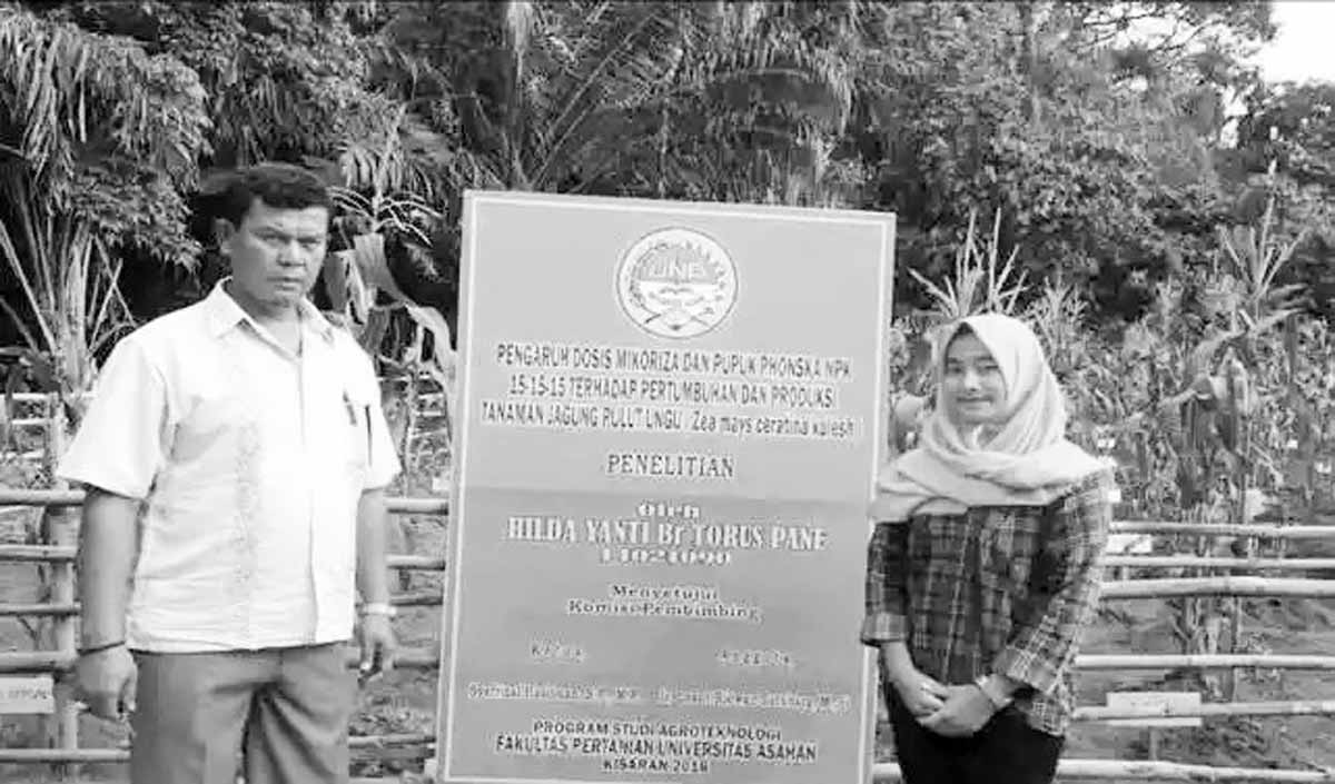 Mahasiswa UNA Teliti Jagung Pulut , Ini Teksturnya