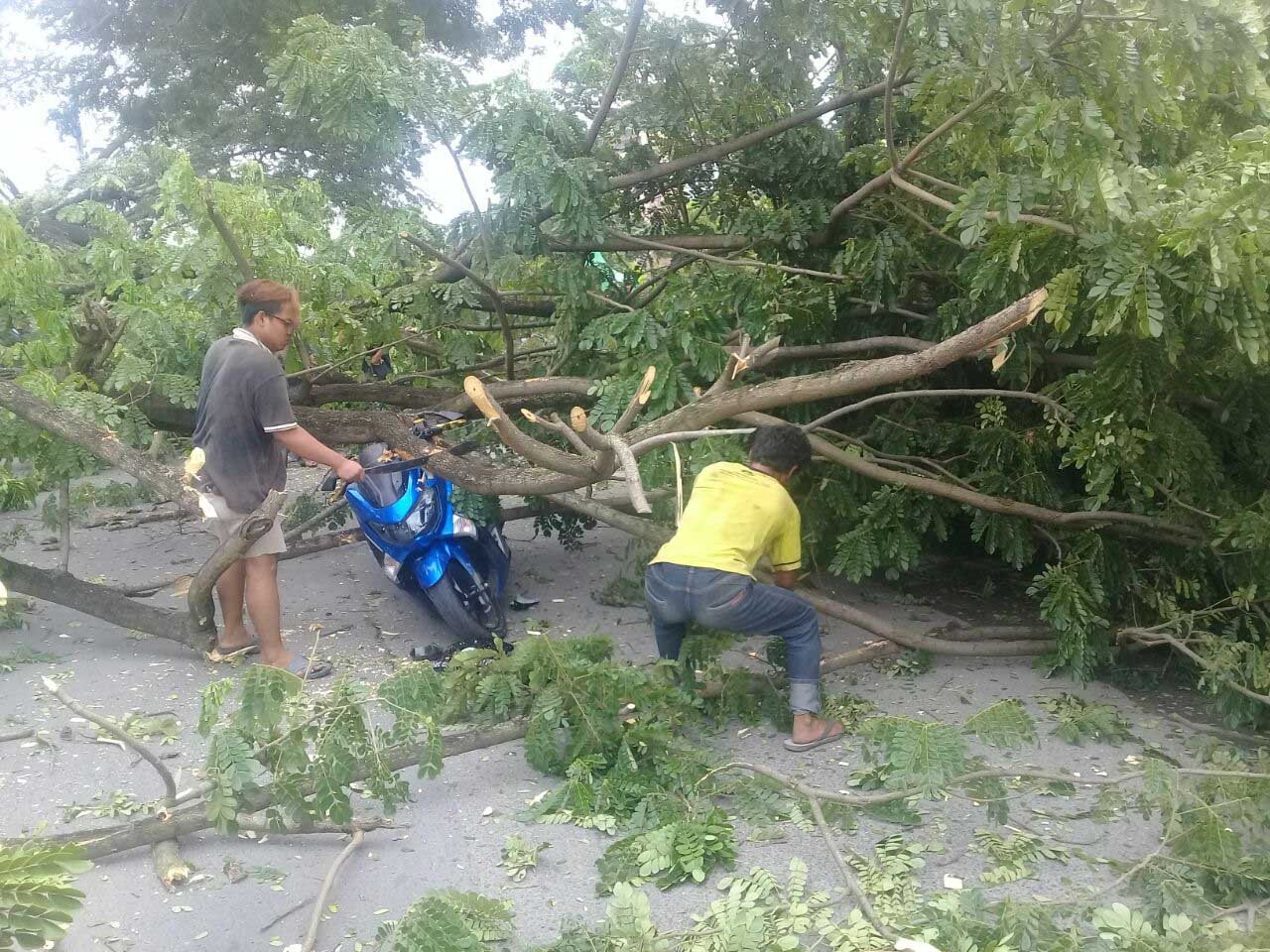 Diseruduk Kontainer, Ranting Pohon di Jalan Selamat Ketaren Timpa 2 Unit Ranmor