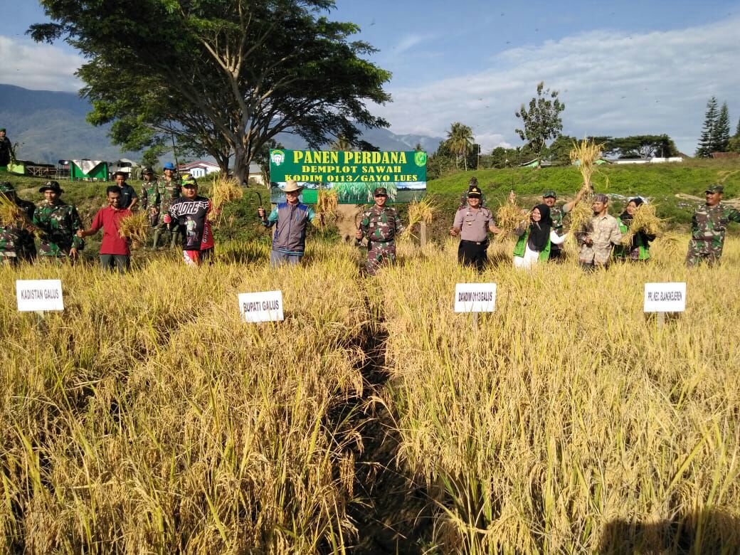 Kodim 0113/Galus Panen Perdana pada Lahan Persawahan