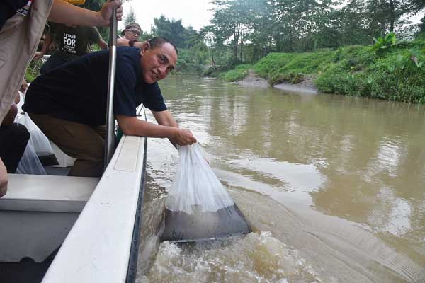 GubernurÂ  EdyÂ  Taburkan 3.000 Benih Ikan ke Sungai Deli Â 