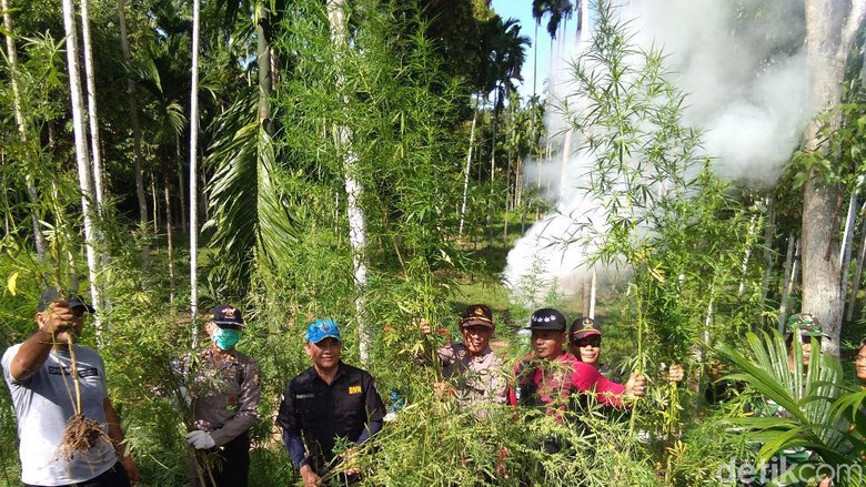 BNN Musnahkan 13,5 Hektare Ladang Ganja di Aceh