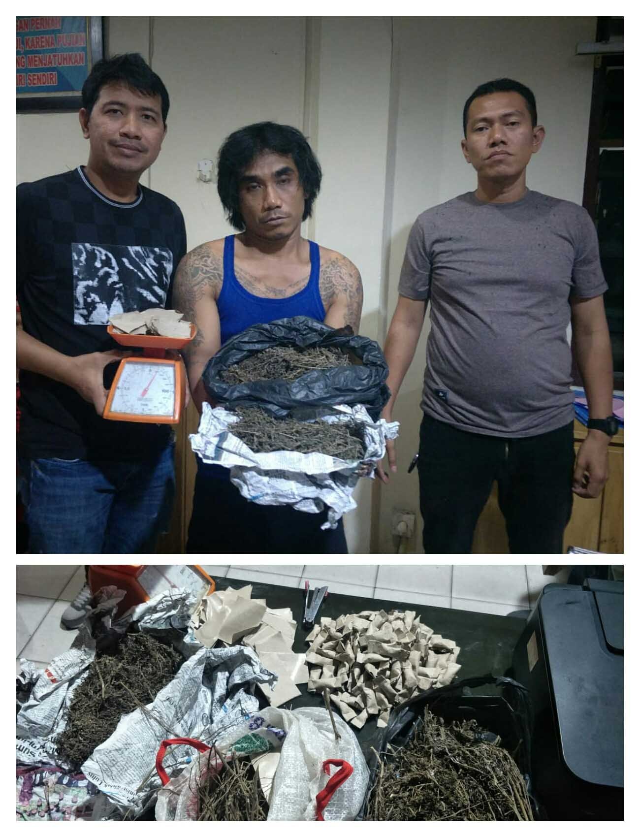 Sat Narkoba Polrestabes Medan Ungkap Peredaran Narkotika,Â 518,59 gram Ganja Diamankan