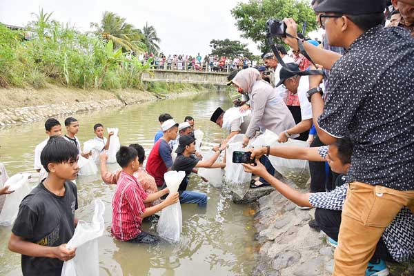 Gubsu Tebar 20 Ribu Bibit Ikan Nila di Panyabungan